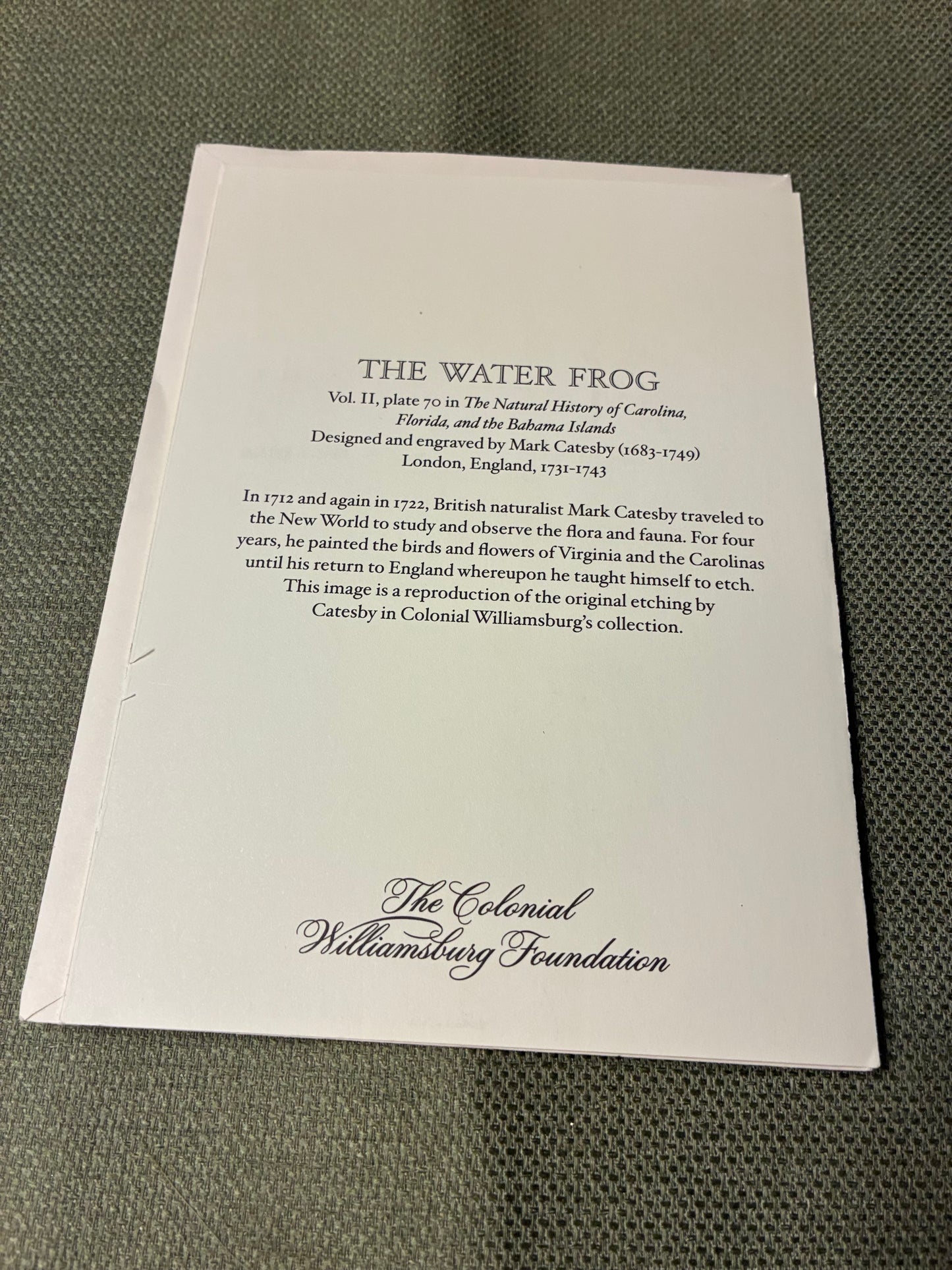 Laurel tree note cards set of 5