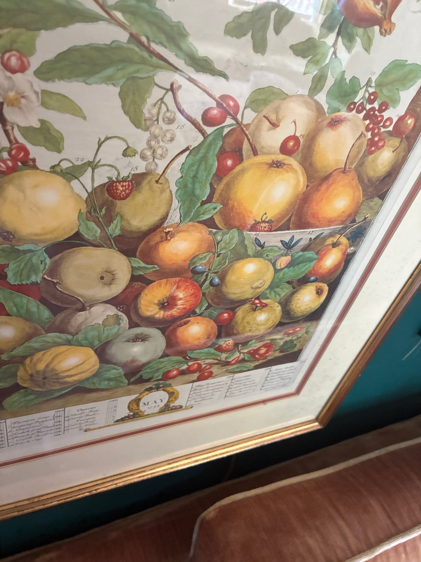 Robert Furber 12 mos of fruit ( May) framed/matted print