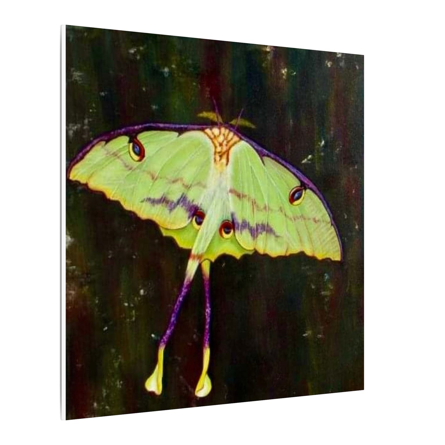 Luna Moth Canvas Wall Art — Matte Stretched Insect Print