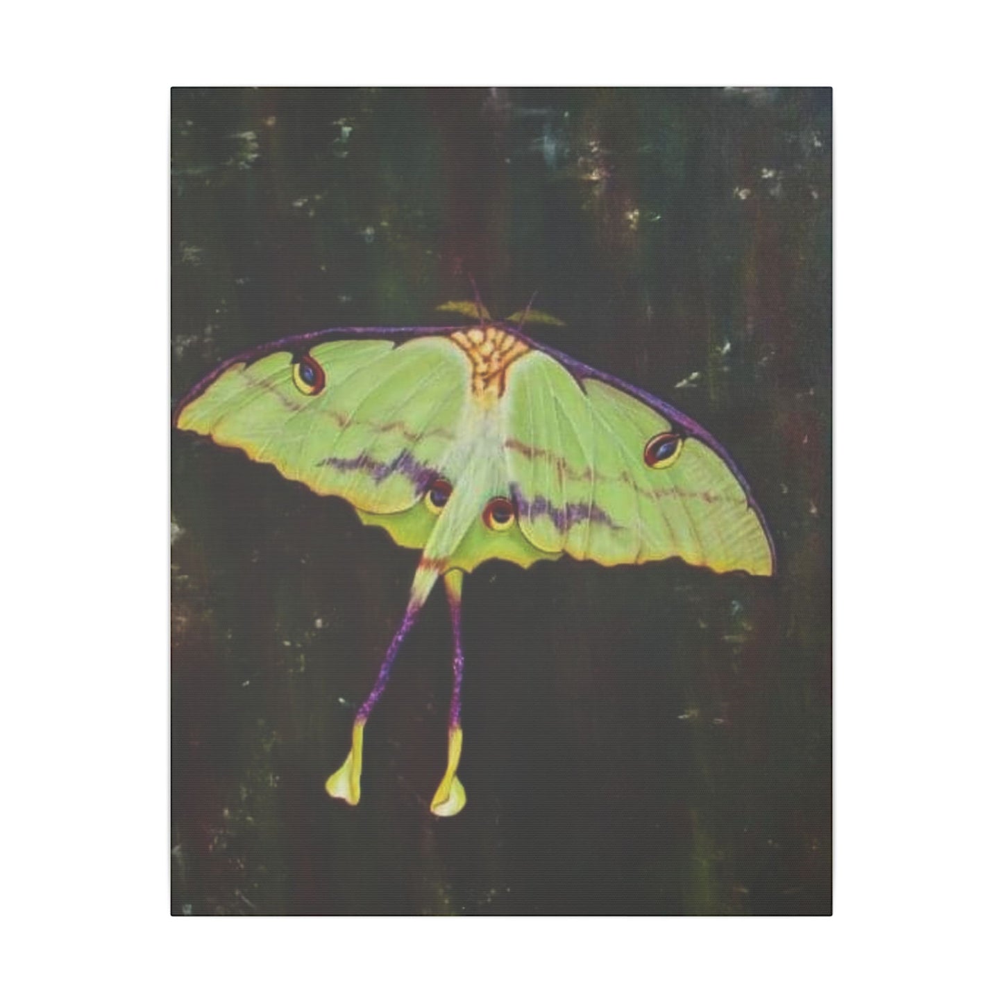 Luna Moth Canvas Wall Art — Matte Stretched Insect Print