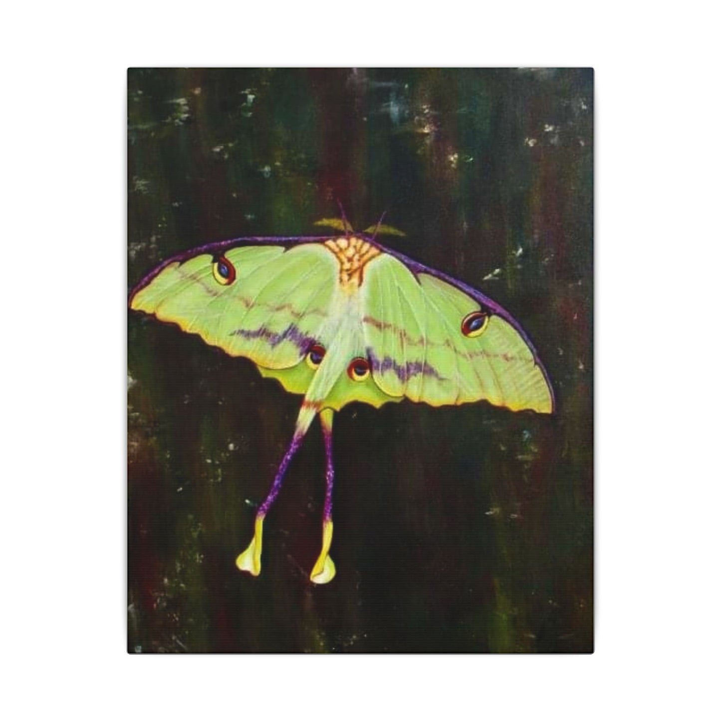 Luna Moth Canvas Wall Art — Matte Stretched Insect Print
