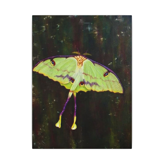 Luna Moth Canvas Wall Art — Matte Stretched Insect Print