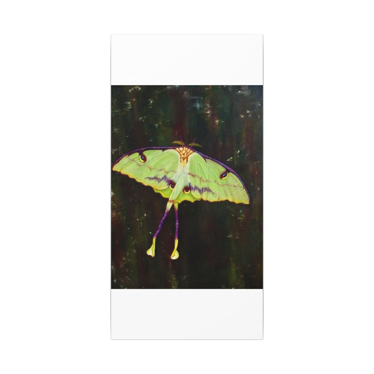 Luna Moth Canvas Wall Art — Matte Stretched Insect Print