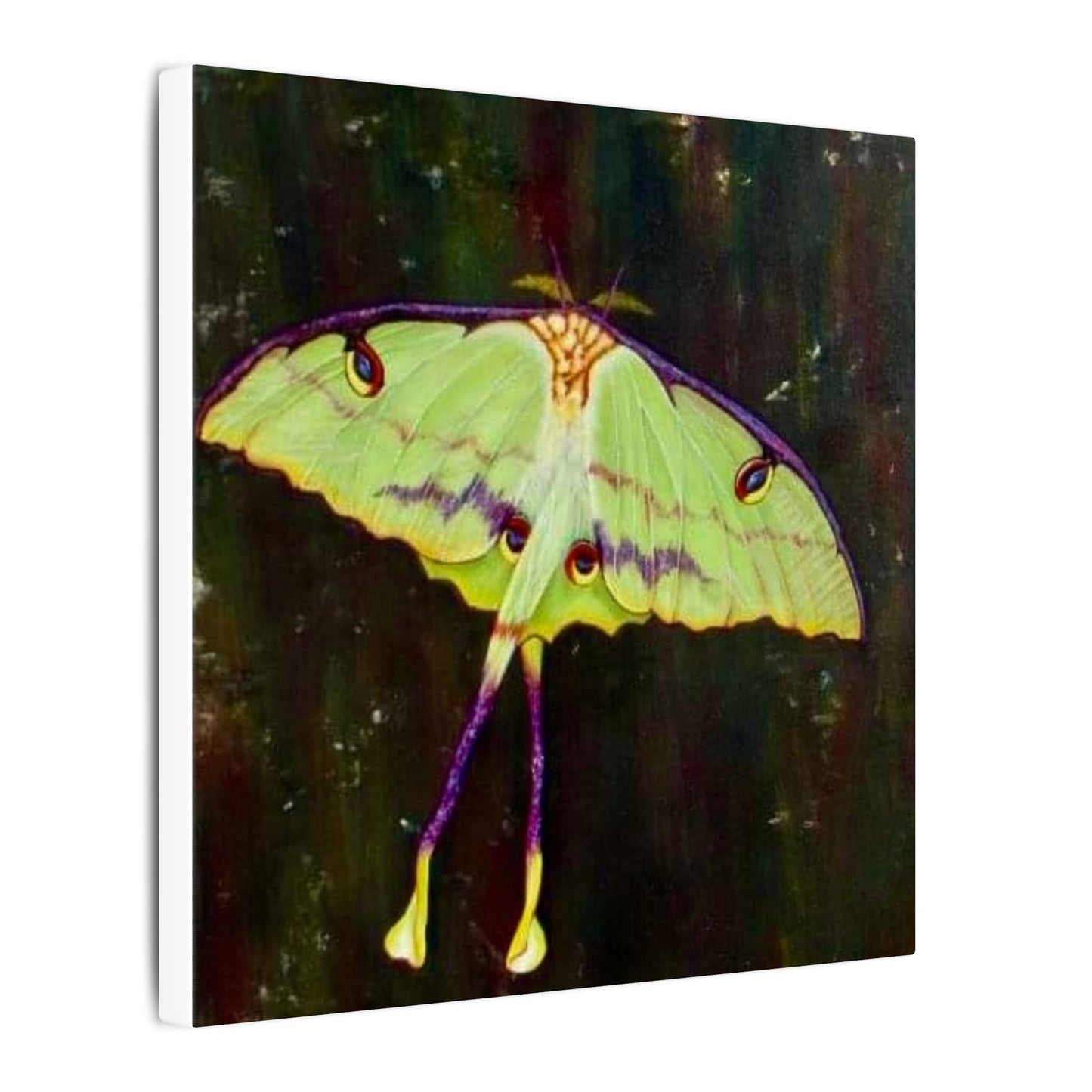 Luna Moth Canvas Wall Art — Matte Stretched Insect Print