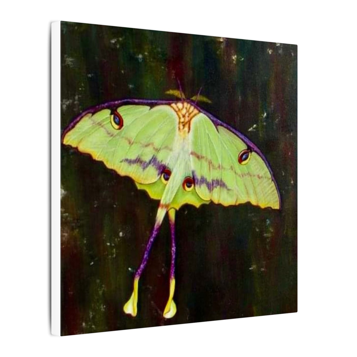 Luna Moth Canvas Wall Art — Matte Stretched Insect Print