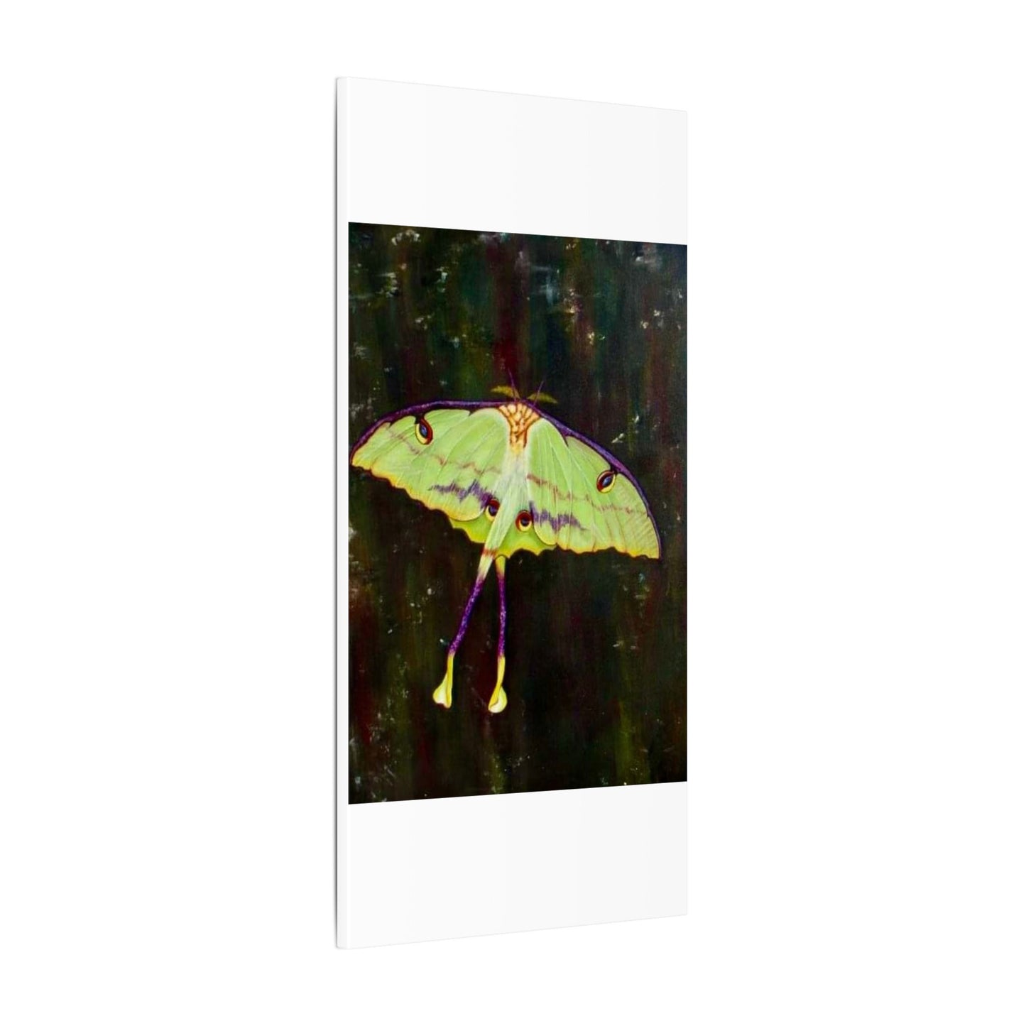 Luna Moth Canvas Wall Art — Matte Stretched Insect Print