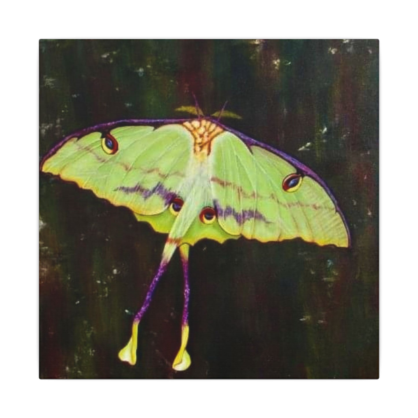 Luna Moth Canvas Wall Art — Matte Stretched Insect Print
