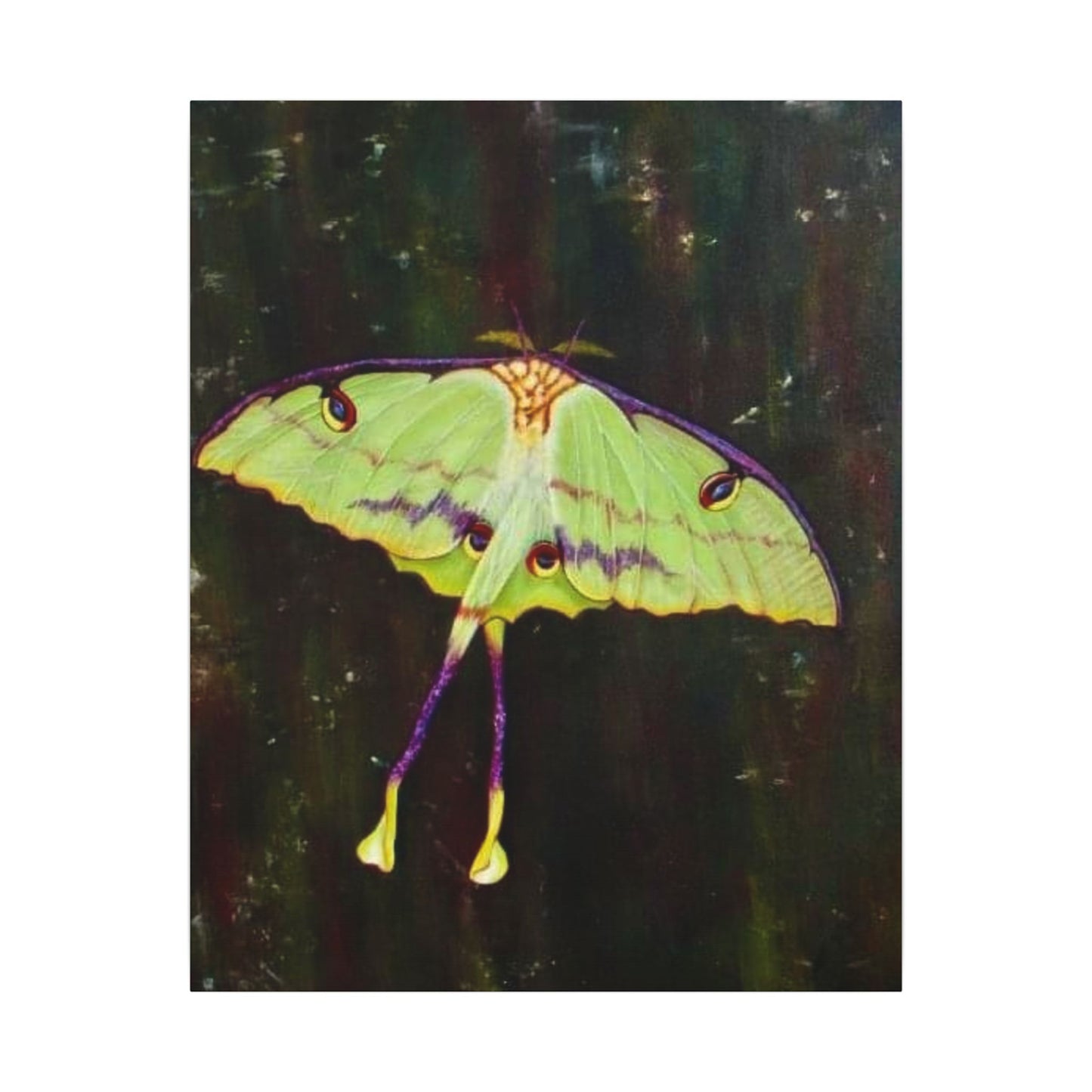 Luna Moth Canvas Wall Art — Matte Stretched Insect Print