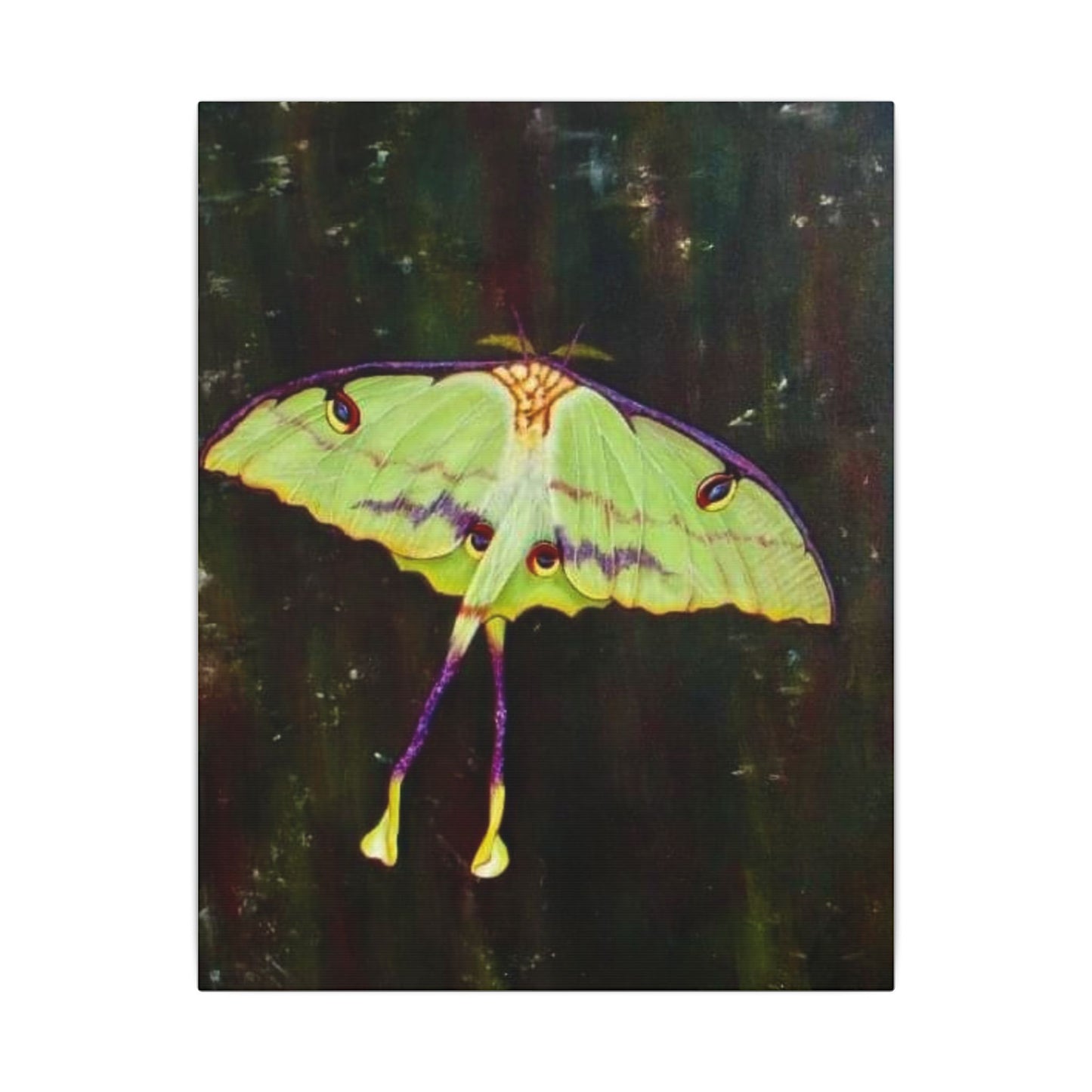 Luna Moth Canvas Wall Art — Matte Stretched Insect Print