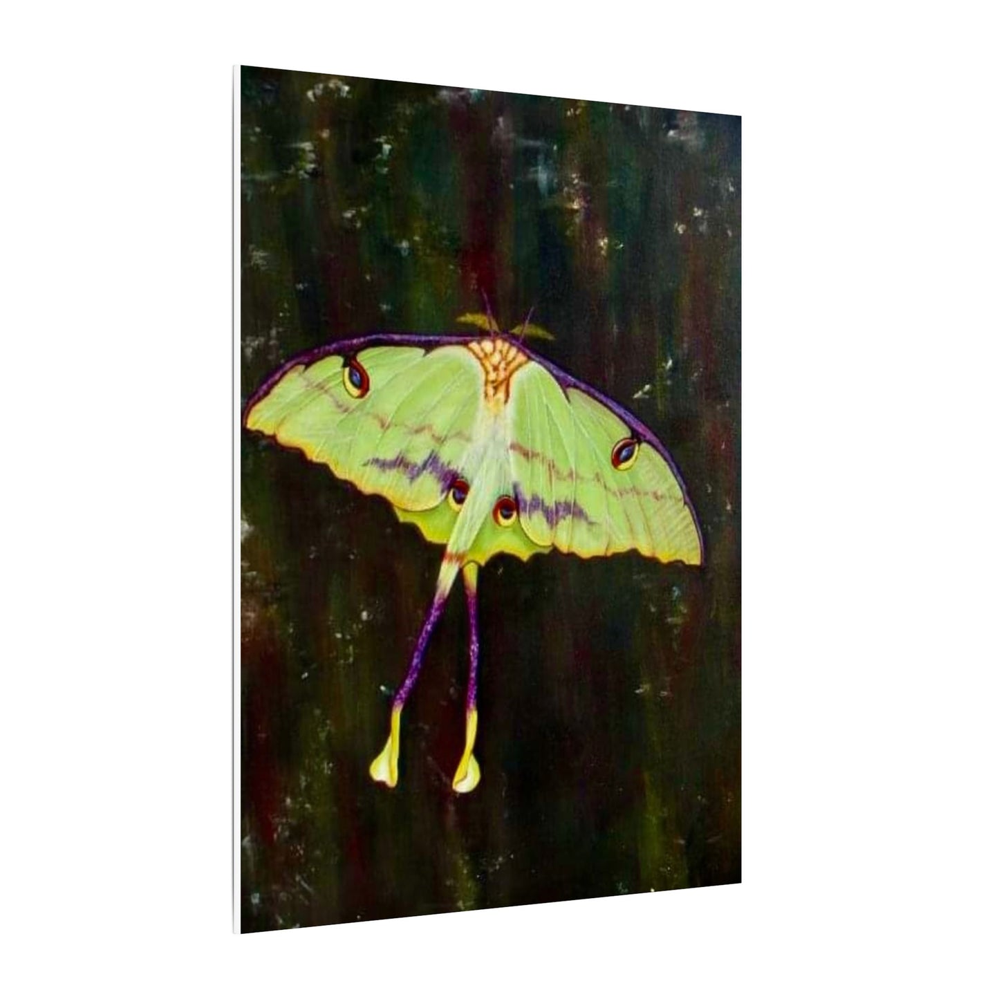 Luna Moth Canvas Wall Art — Matte Stretched Insect Print