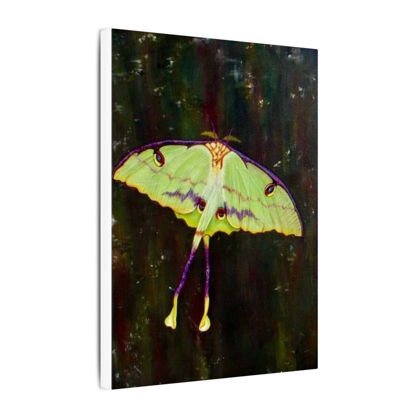 Luna Moth Canvas Wall Art — Matte Stretched Insect Print