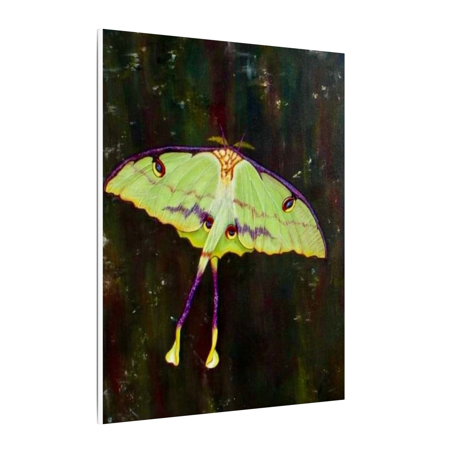 Luna Moth Canvas Wall Art — Matte Stretched Insect Print