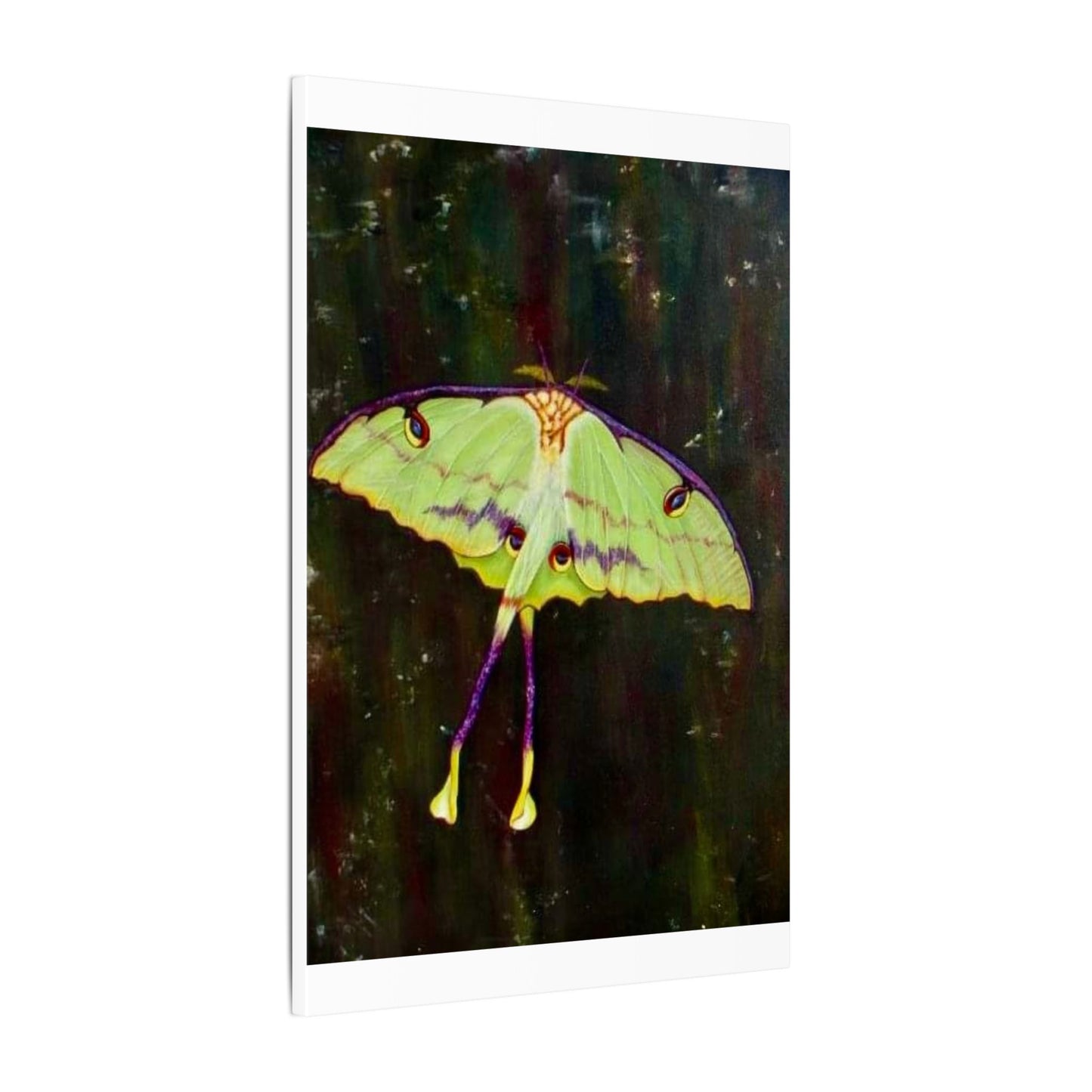 Luna Moth Canvas Wall Art — Matte Stretched Insect Print