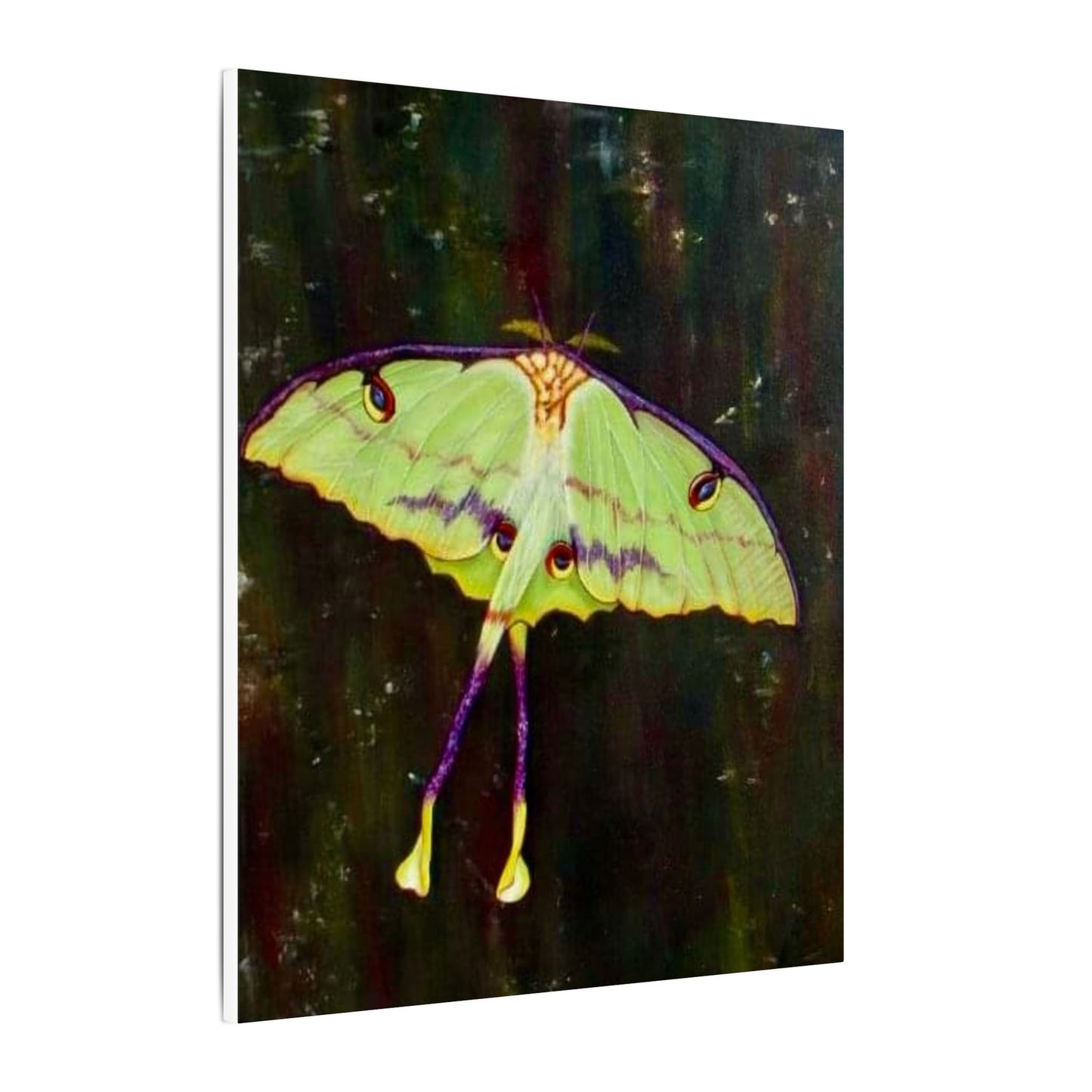 Luna Moth Canvas Wall Art — Matte Stretched Insect Print