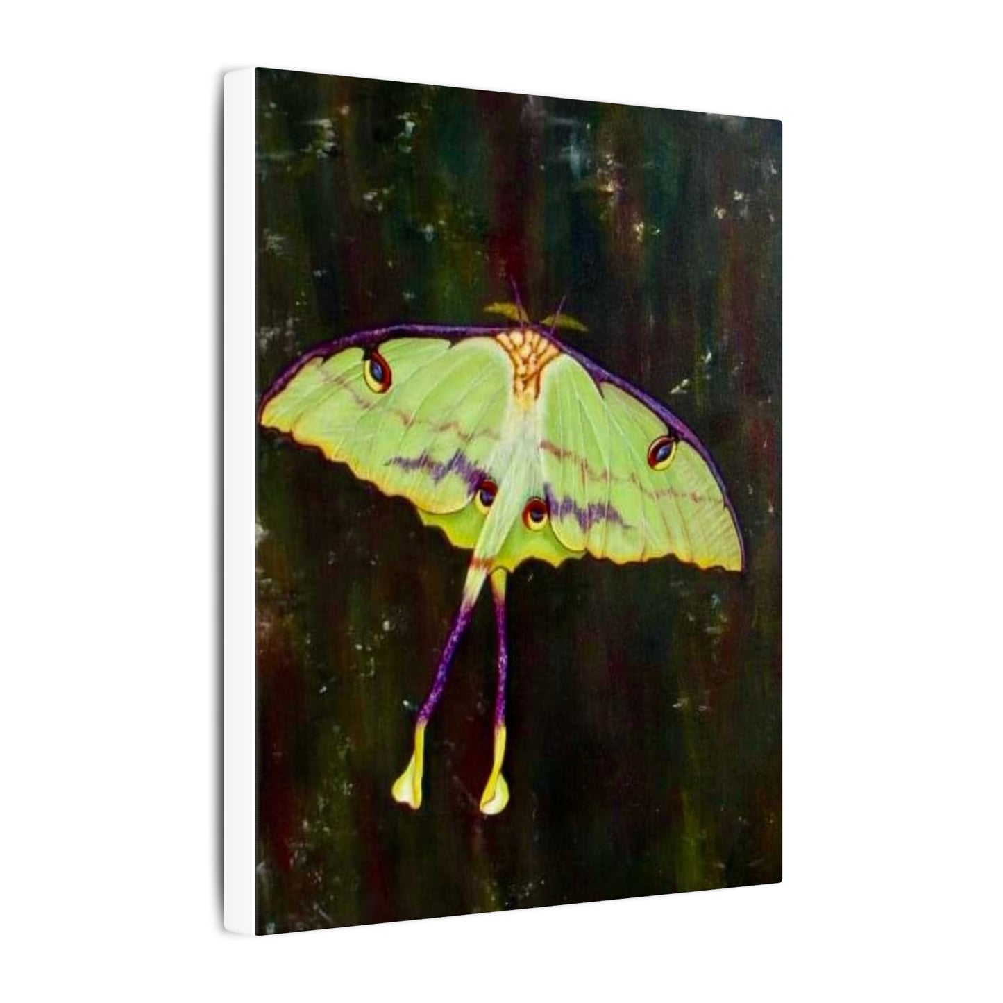Luna Moth Canvas Wall Art — Matte Stretched Insect Print