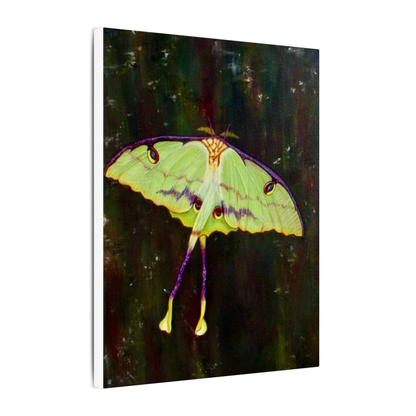 Luna Moth Canvas Wall Art — Matte Stretched Insect Print