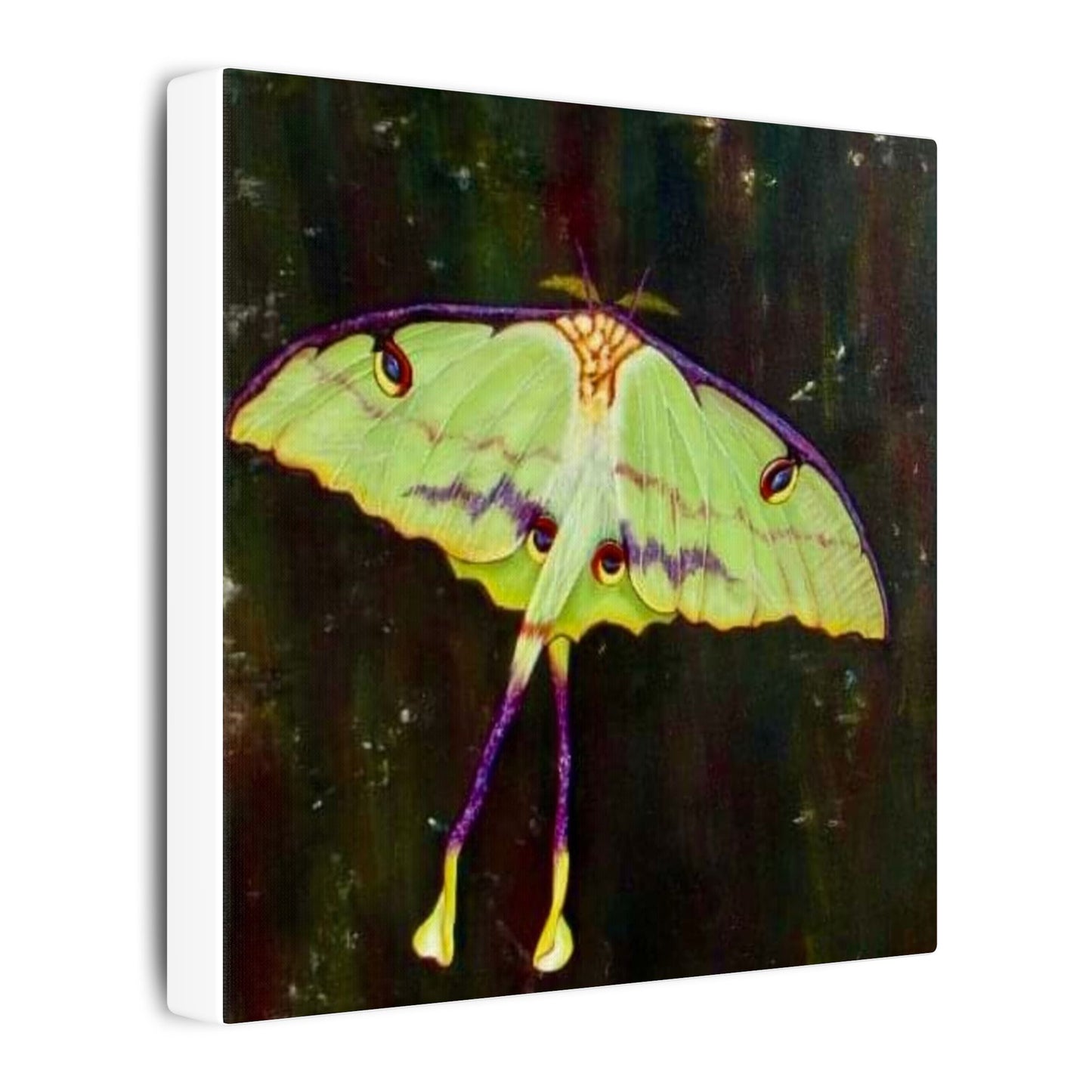 Luna Moth Canvas Wall Art — Matte Stretched Insect Print