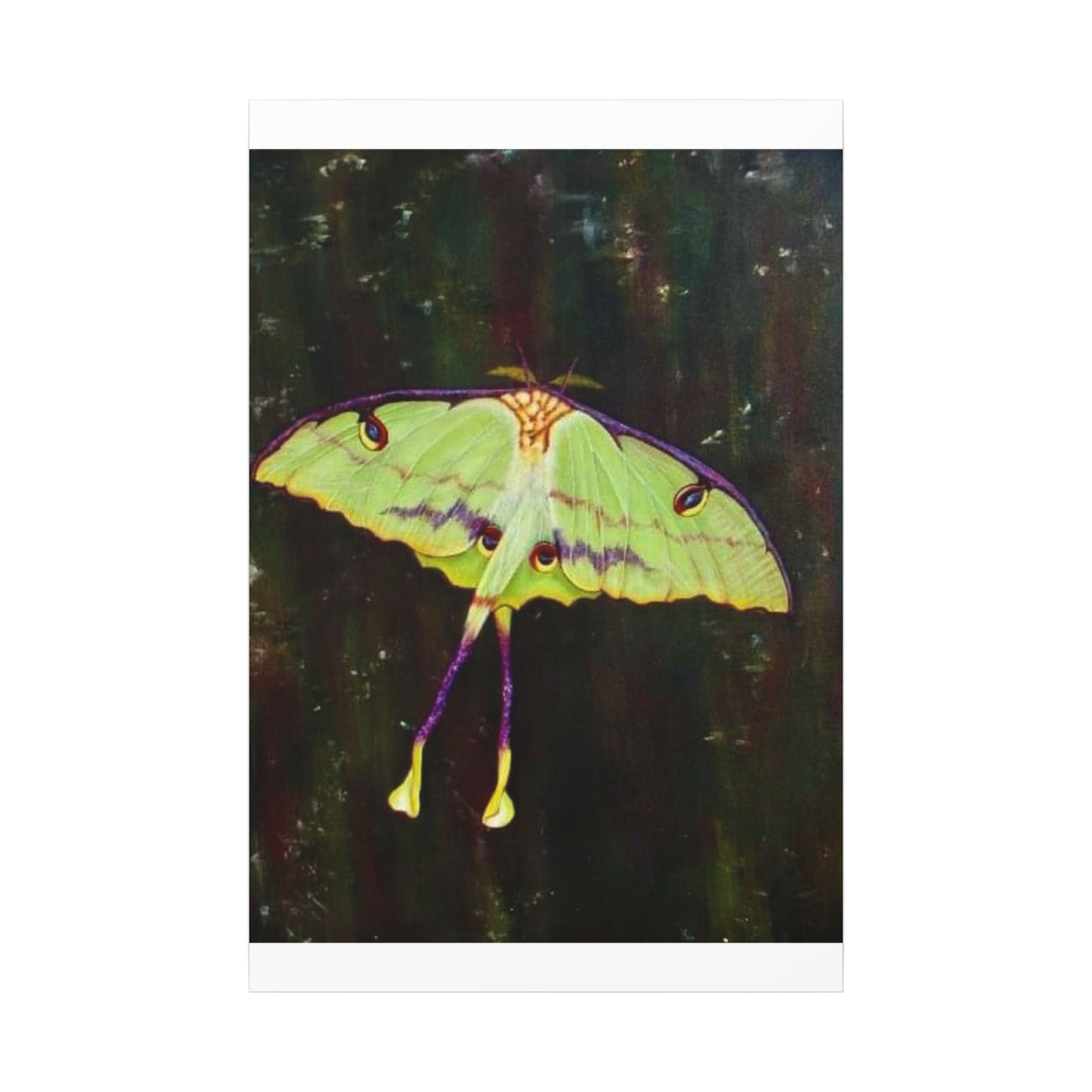 Luna Moth Canvas Wall Art — Matte Stretched Insect Print