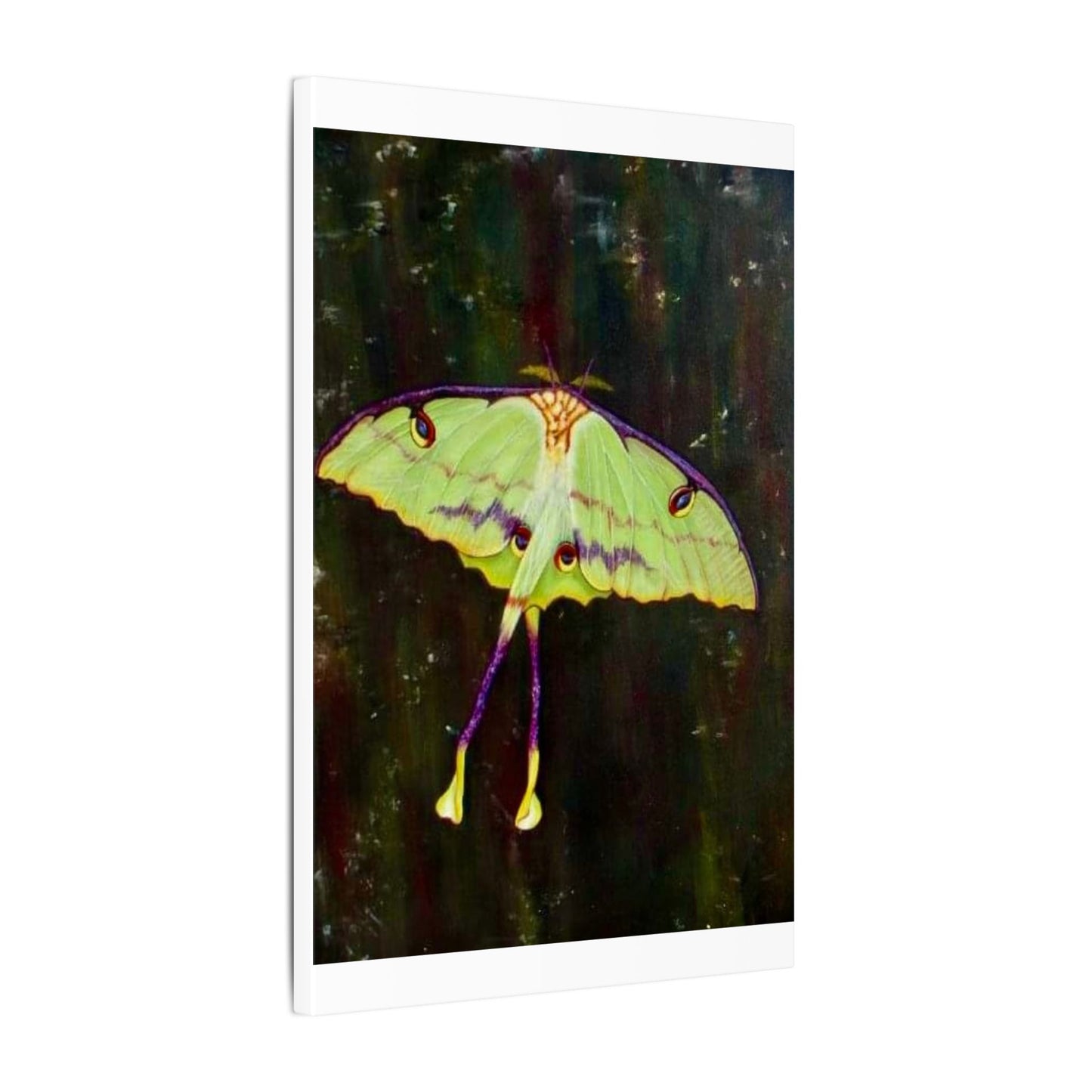Luna Moth Canvas Wall Art — Matte Stretched Insect Print