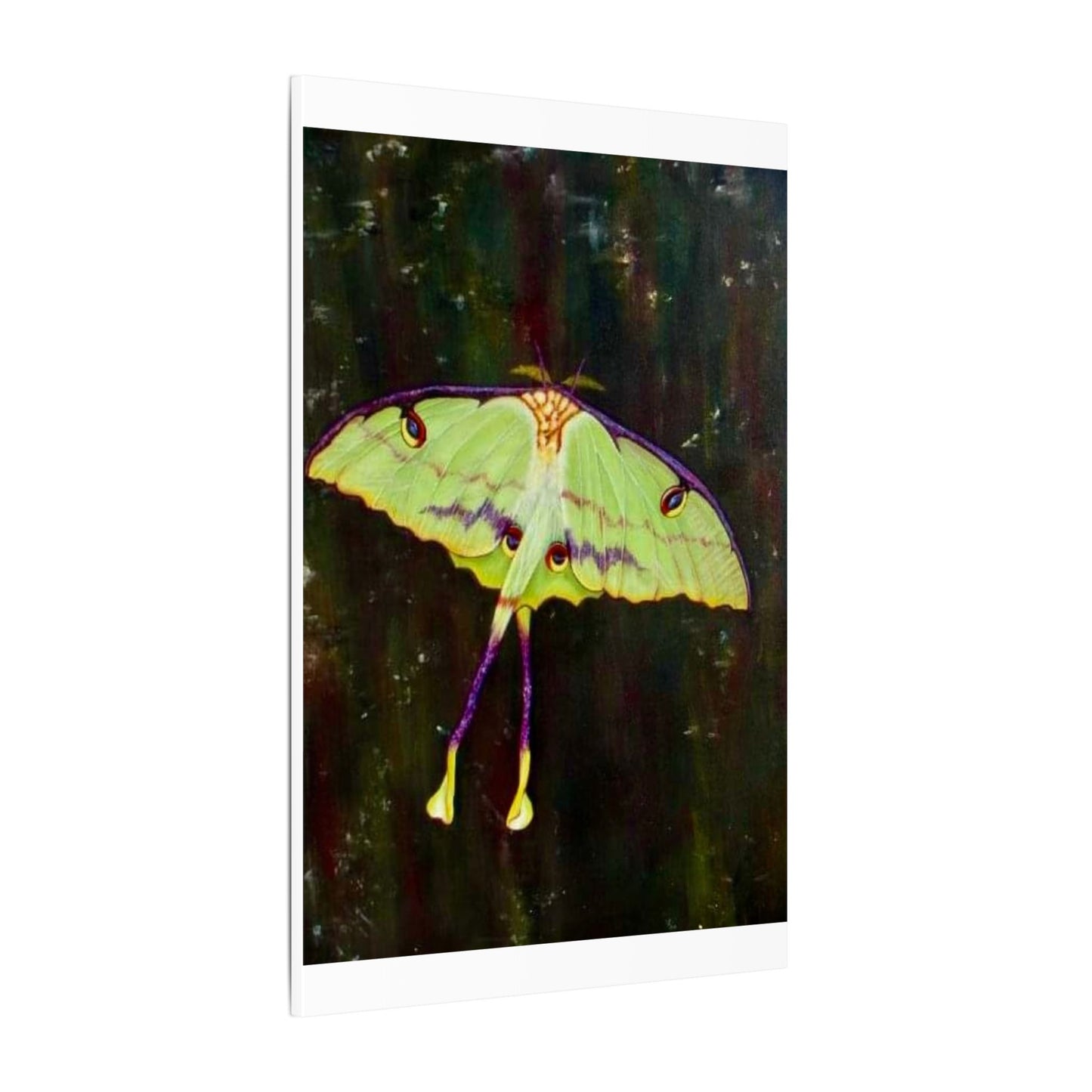 Luna Moth Canvas Wall Art — Matte Stretched Insect Print
