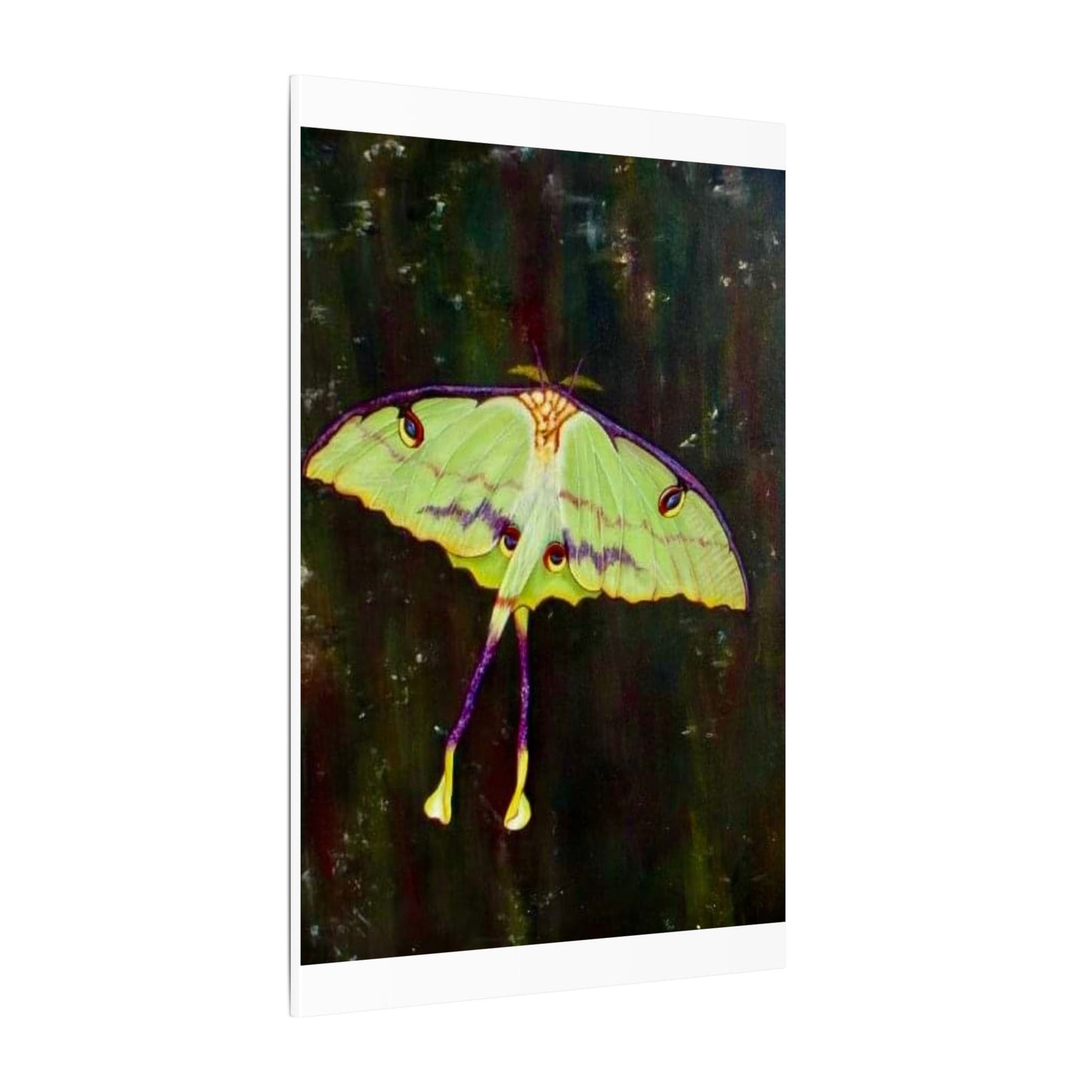 Luna Moth Canvas Wall Art — Matte Stretched Insect Print