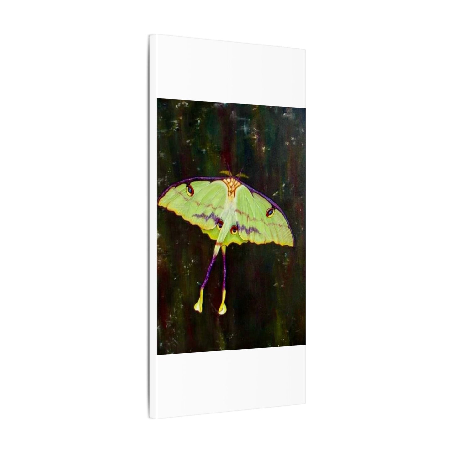 Luna Moth Canvas Wall Art — Matte Stretched Insect Print