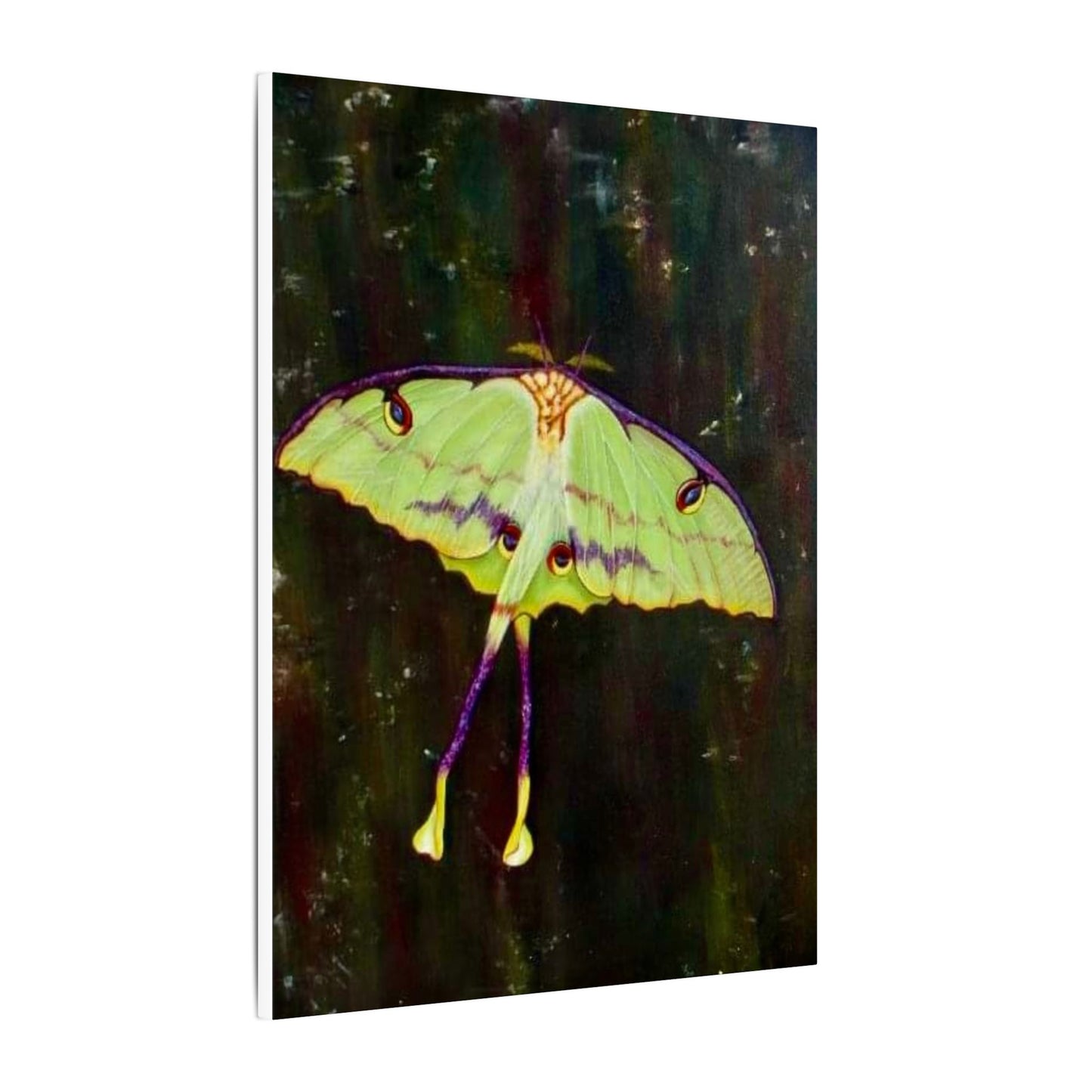 Luna Moth Canvas Wall Art — Matte Stretched Insect Print