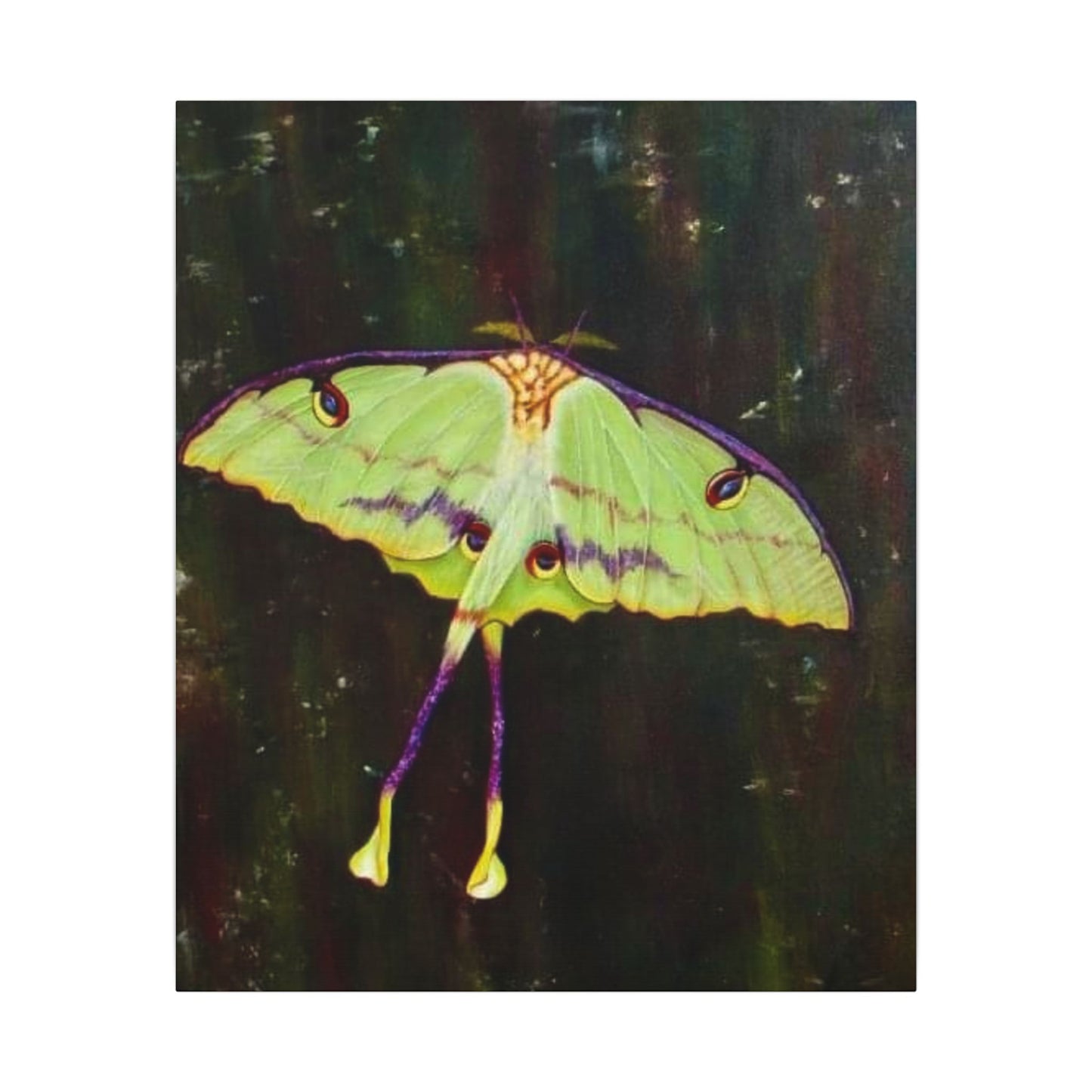 Luna Moth Canvas Wall Art — Matte Stretched Insect Print
