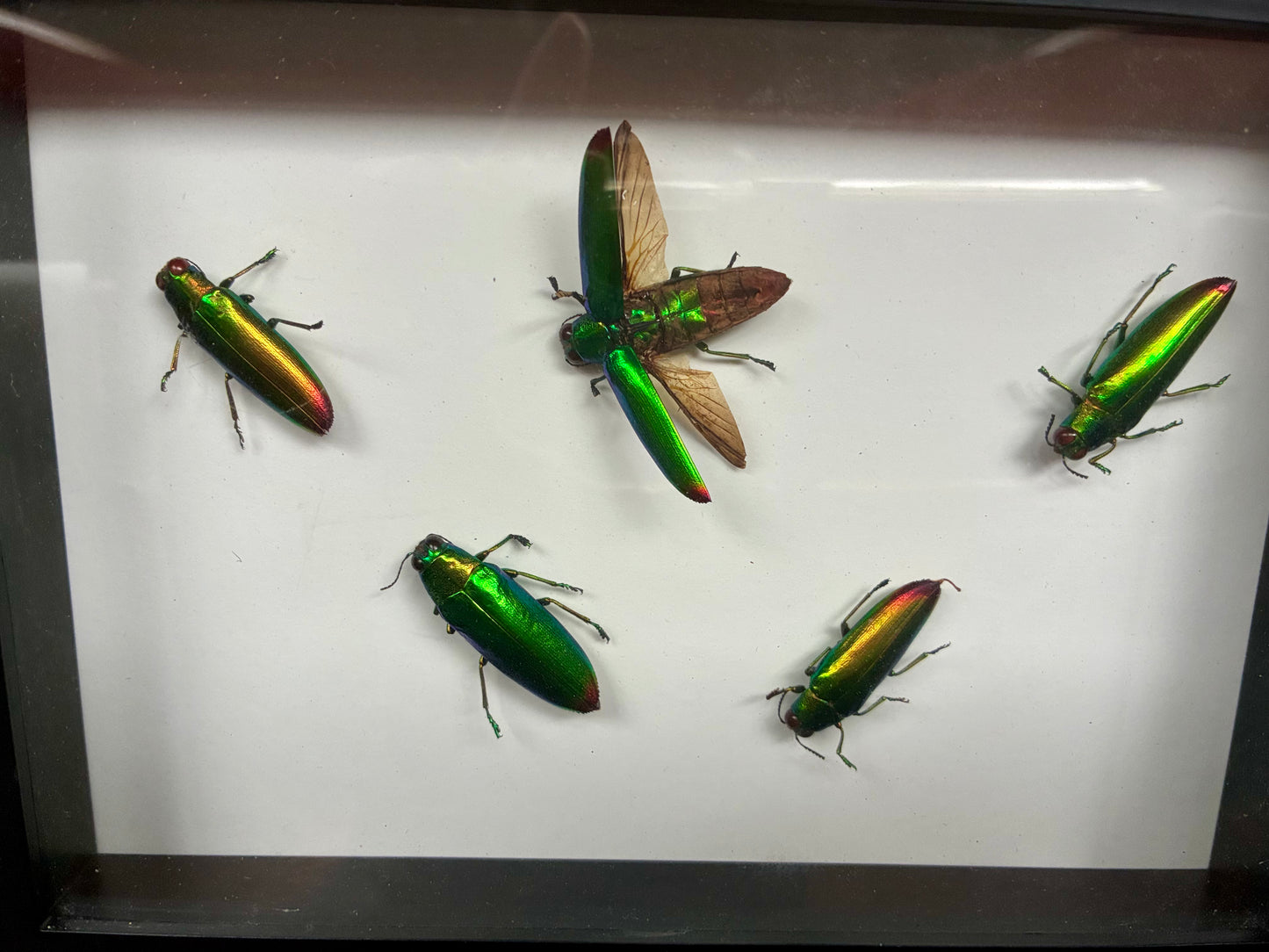 Jewel beetle shadowbox taxidermy