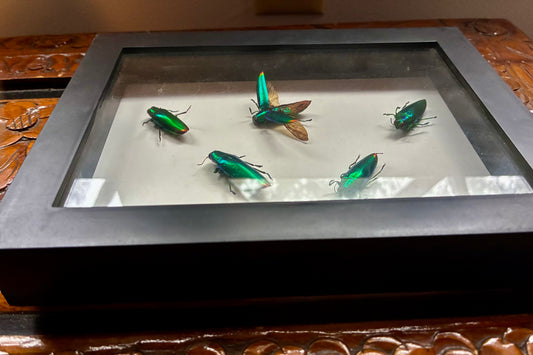 Jewel beetle shadowbox taxidermy