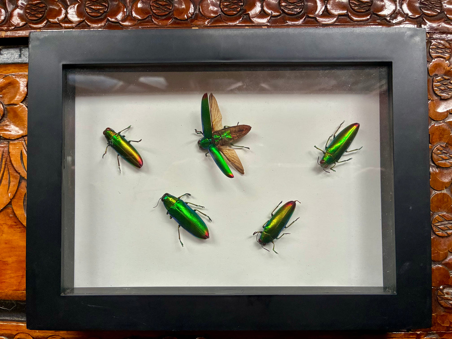 Jewel beetle shadowbox taxidermy