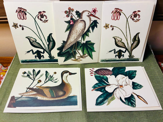 Laurel tree note cards set of 5