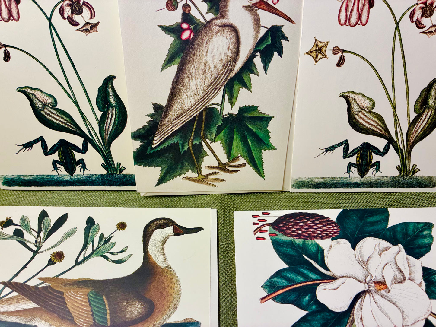 Laurel tree note cards set of 5